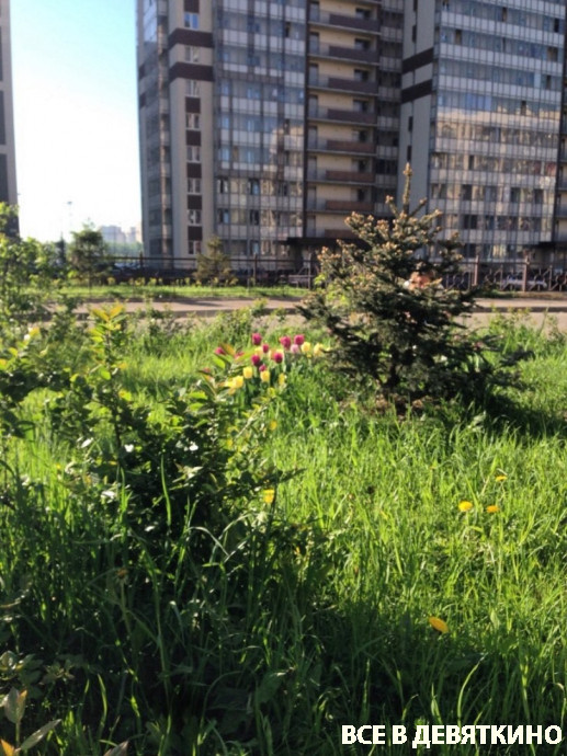 Тюльпаны в Мурино