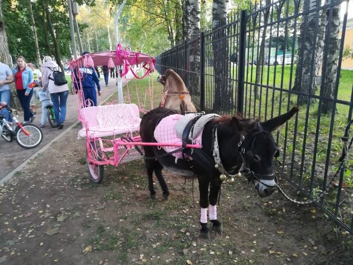 Ослик в Мурино