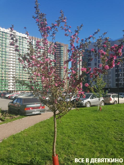 ЖК Гринландия Мурино