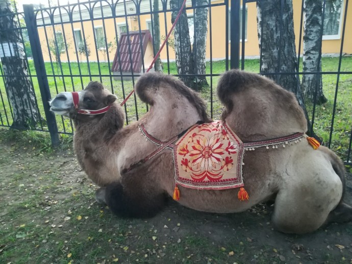 Верблюд в Мурино