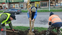 На Воронцовском бульваре в Мурино заменили погибшие растения (2026)