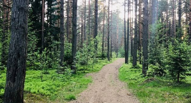 Грабёж в лесополосе под Сертолово: трое задержаны (2026)